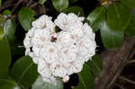 Mountain laurel